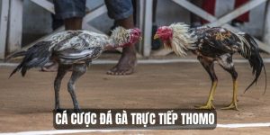 Cá Cược Đá Gà Trực Tiếp Thomo Hôm Nay Mới Nhất Tại 789P