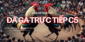 Đá Gà Trực Tiếp C5 - Giải Chọi Kê Hàng Đầu Đông Nam Á