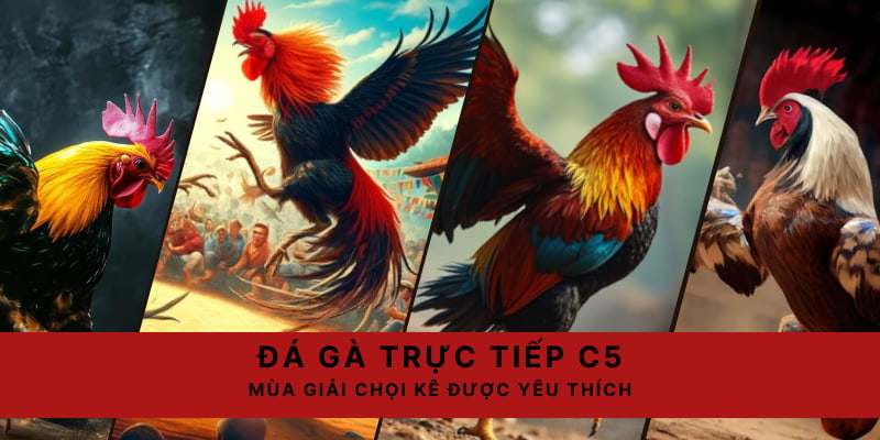 Đá gà trực tiếp C5 là sự lựa chọn hàng đầu của hội viên 789P