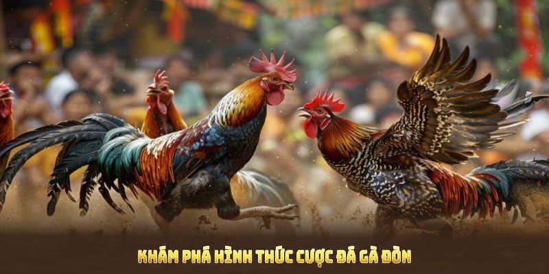 Khám phá hình thức cược đá gà đòn cùng cách đặt kèo giản nhất