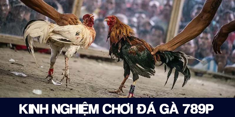 Cập nhật kinh nghiệm chơi hay để chiến thắng khi cá cược tại 789P