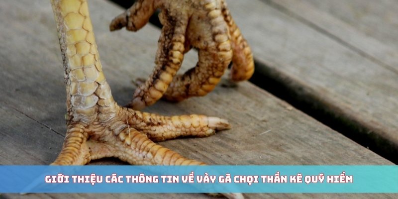 Giới thiệu các thông tin về vảy gà chọi thần kê quý hiếm