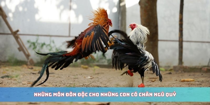 Những món đòn độc cho những con có chân Ngũ Quỷ